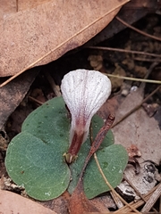 Corybas barbarae