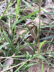 Pterostylis aspera