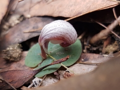 Corybas barbarae