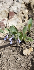 Mertensia oblongifolia