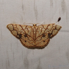 Heterostegane subtessellata