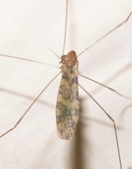 Discobola australis