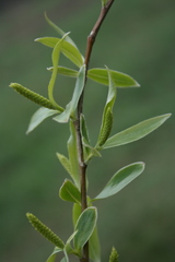 Salix alba