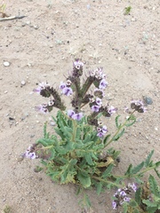 Phacelia integrifolia