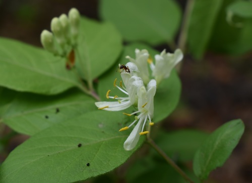 Image of Lonicera ruprechtiana by (c) Repina Tatyana, some rights reserved (CC BY)