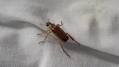 Dichelonyx subvittata