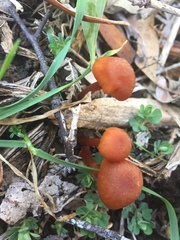 Marasmius elegans