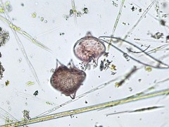 Protoperidinium