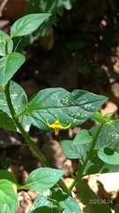 Lysimachia capillipes