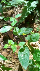 Lysimachia capillipes