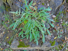 Phacelia imbricata