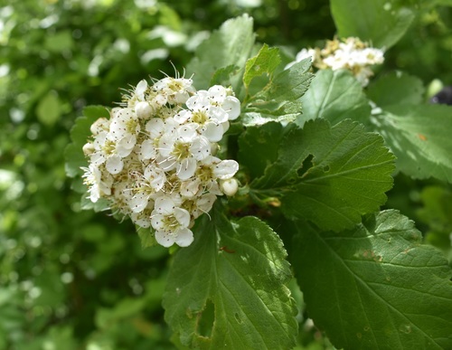 Image of Crataegus maximowiczii by (c) Repina Tatyana, some rights reserved (CC BY)