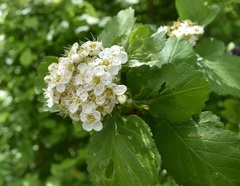 Crataegus maximowiczii