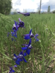 Delphinium bicolor