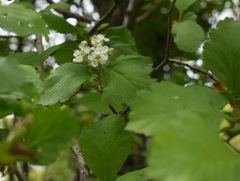 Crataegus maximowiczii