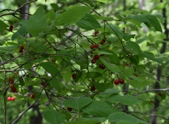 Lonicera praeflorens