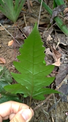 Tectaria phaeocaulis