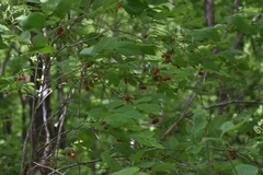 Lonicera praeflorens