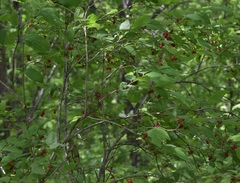 Lonicera praeflorens