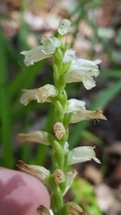 Spiranthes praecox