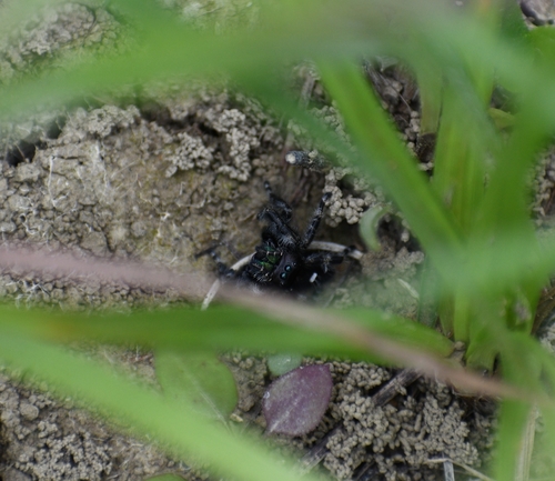 Bold Jumping Spider photographed in Arkansas