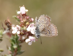 Pseudophilotes panoptes