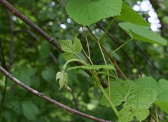 Vitis amurensis