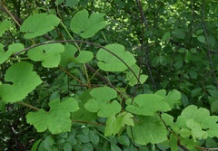 Vitis amurensis