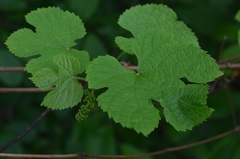 Vitis amurensis