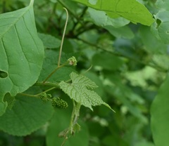 Vitis amurensis