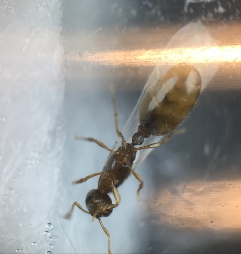 Common American Thief Ant photo 3
