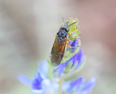 Athalia cordata