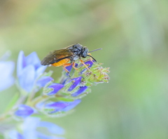 Athalia cordata