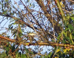 Vireo solitarius