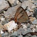 Dull-green Hairstreak - Photo (c) karoconniff, some rights reserved (CC BY-NC), uploaded by karoconniff