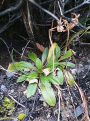 Plantago spathulata