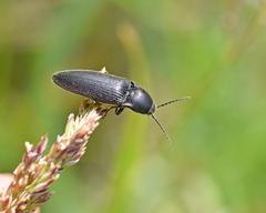 Melanotus punctolineatus