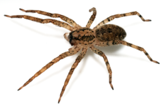 Zoropsis spinimana