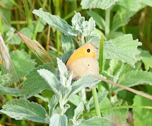 Photo of Meadow Brown (Maniola jurtina)