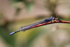 Enallagma semicirculare