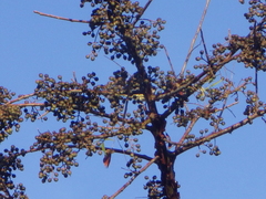 Vireo solitarius