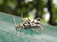 Chlorophorus reductus