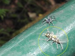 Chlorophorus reductus