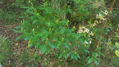 Ditrysinia fruticosa