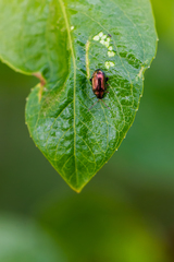 Crepidodera fulvicornis