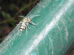 Chlorophorus reductus