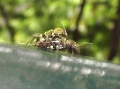 Chlorophorus reductus