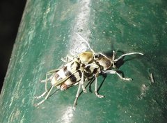 Chlorophorus reductus