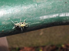 Chlorophorus reductus