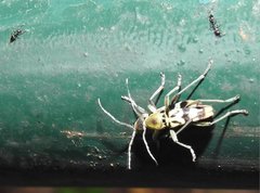 Chlorophorus reductus